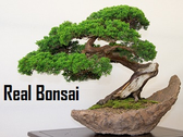 Real Bonsai