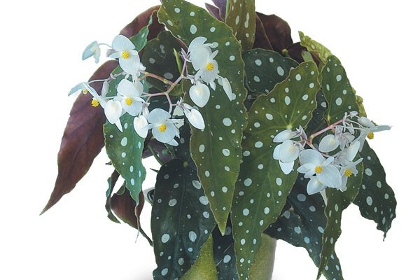 donde encuentro peperomia pile y begonia maculata var. wightii?