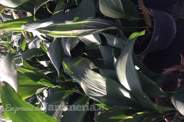 Plantas de interior