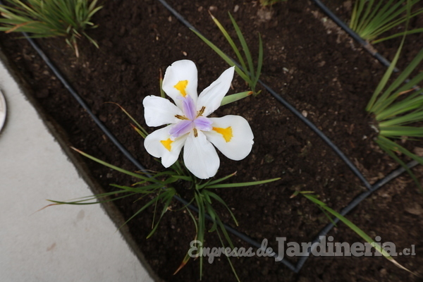 Diseño, construcción, mantención de jardines y riego automático