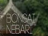Bonsai Nebari