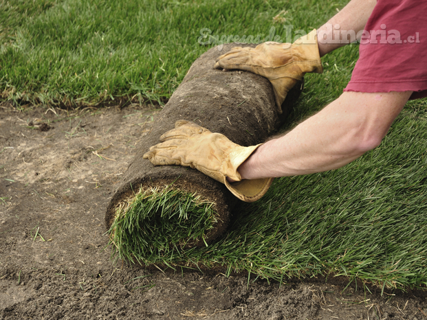 Venta e instalación de pasto