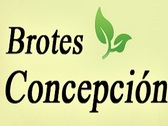 Brotes Concepción