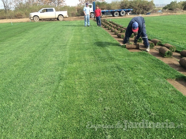 VerdeAndino SpA - Producción de pasto alfombra