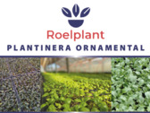 Plantinera Ornamental