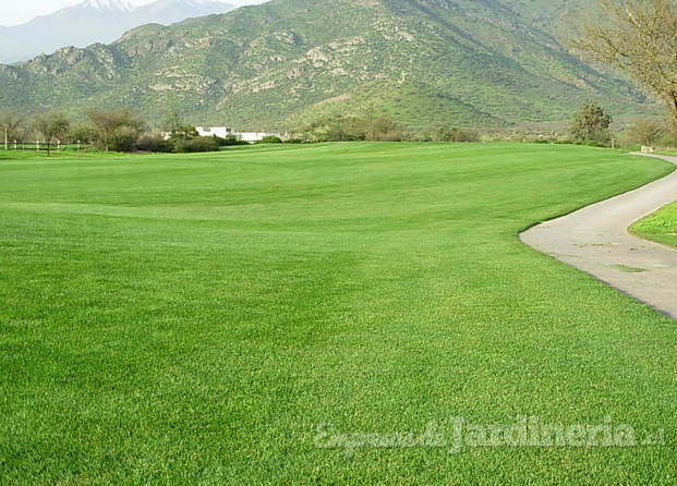 Semilla Mezcla Fairway