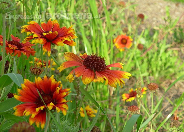 Semilla Flor Silvestre Gaillardia