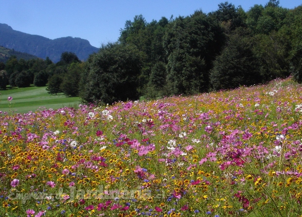 Semilla Flores Silvestres Bloomers