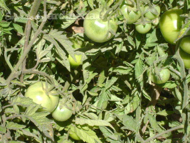 Tomates