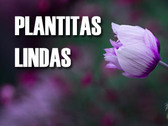 Plantitas Lindas