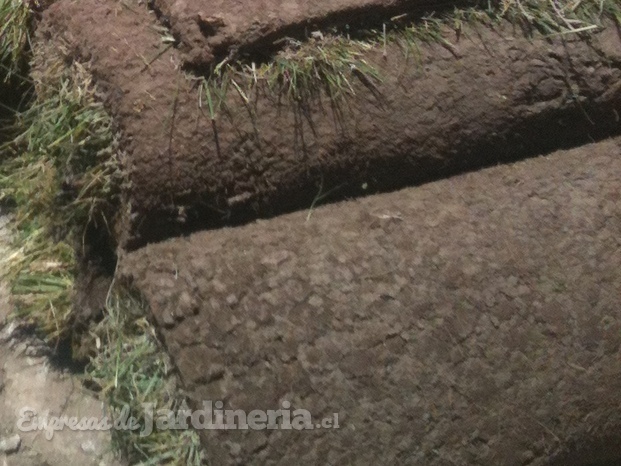 Instalación de pasto en rollo 