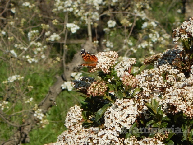 Vida en el jardín