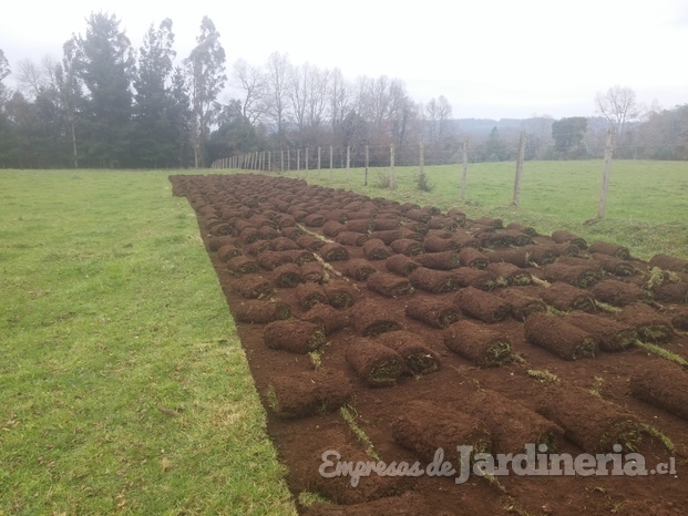 Pasto de pradera.jpg