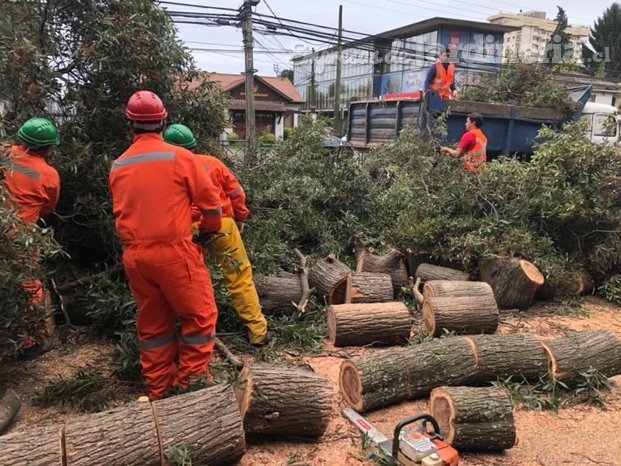 TALA DE ARBOL