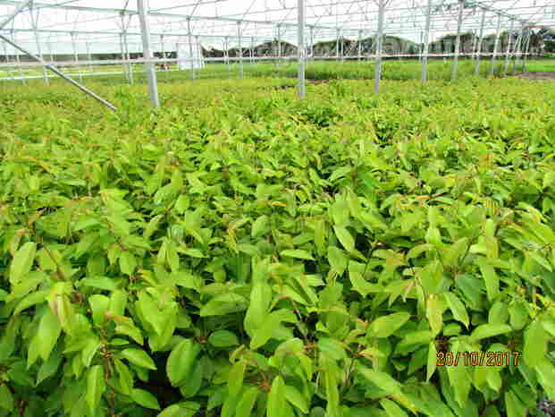 portainjertos de cerezos Viveros Comalle.jpg