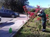 Logo Jardinería San Bernardo