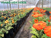 Vivero Vida Verde