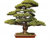 Tubonsai