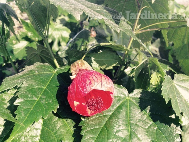 Abutilon