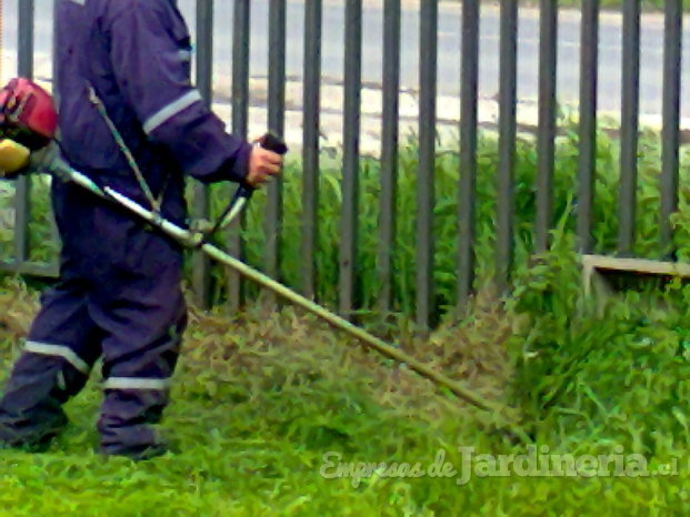 Limpia y establecimiento de áreas verdes