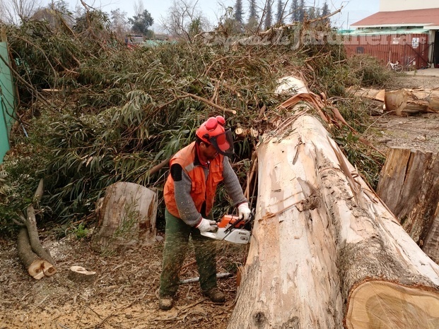 Explotación forestal, árboles urbanos peligrosos