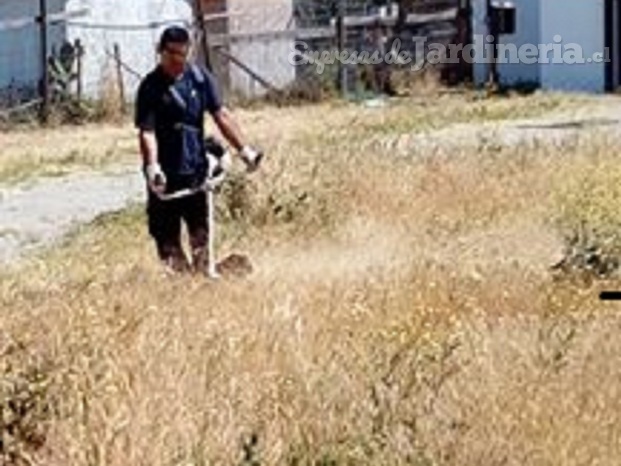 Desmalezando condominio Algarrobal 