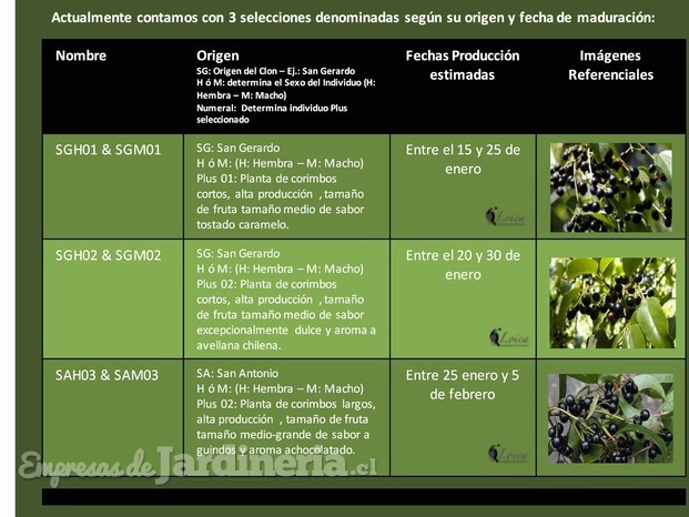 FICHA PLANTAS 01.jpg