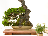 Vive Bonsai