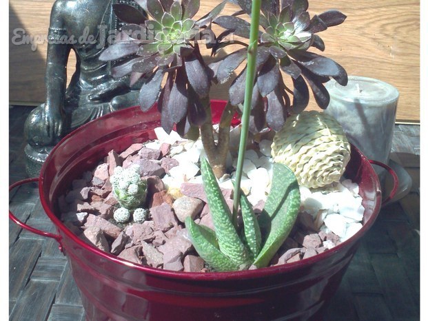 Arreglo de cactus con cuatro variedades