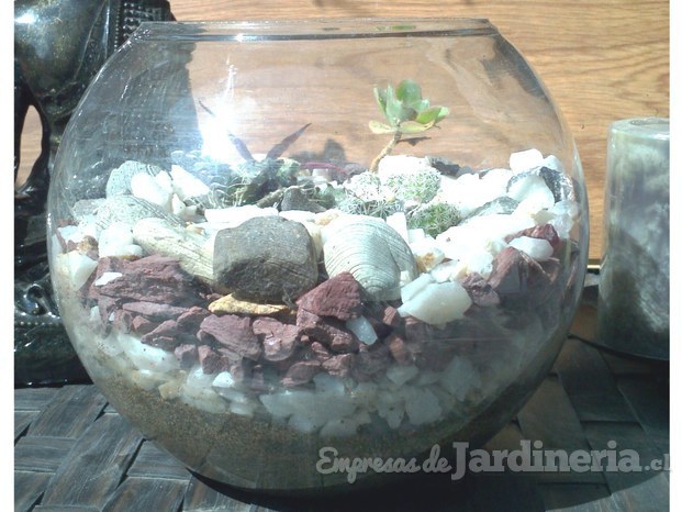 Terrarium, con distintas variedades