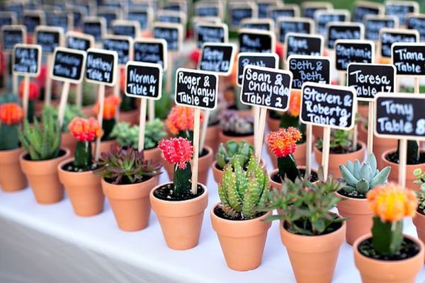 ¿Cuánto me costará comprar unas plantas pequeñísimas?